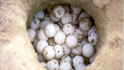 How to do an Emergency Sea Turtle Nest Relocation