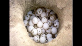 How to do an Emergency Sea Turtle Nest Relocation