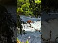 #bear looking fish for dish #nature #travel #naturedaily #beautifulworld #mountains #forestborn