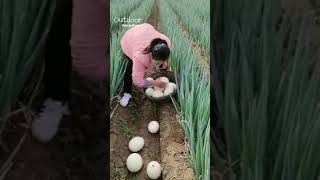 بيض النعام في الصين