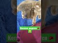 Котятки дерутся 🥊😁#shorts