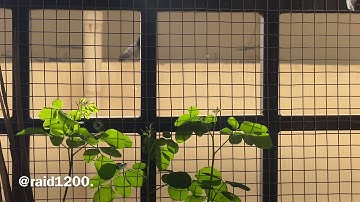 تلاوة الشيخ عماد زهير حافظ