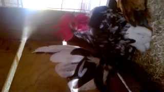 Apresentanto Minha Criação De Garnize Comum E Nagasaki.