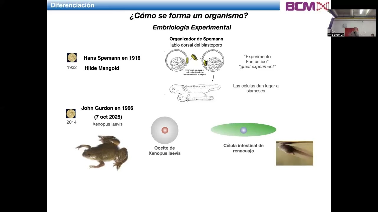 FFyB BCM 2025 | Teórico 30: Diferenciación