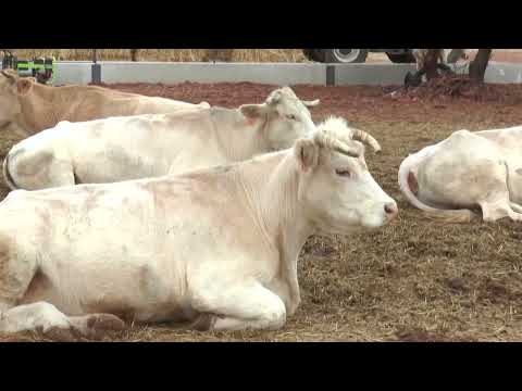 ASAJA Pide Agilizar Trámites para Jóvenes Ganaderos Noticia Informativos 18/08/2022