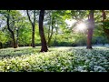 Relaxing Piano Music, Forest Sounds, Soothing Music, Sleep Music, Stress Relief