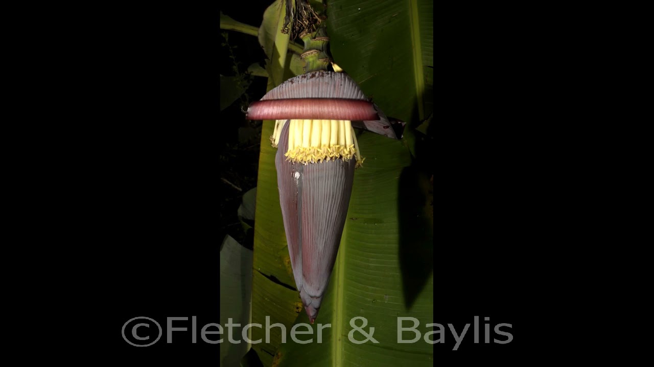 Timelapse, banana bud opening at night, Malaysia. 51718.uhd