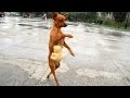 Nobody passed this LAUGH challenge YET -  FUNNY DOG videos