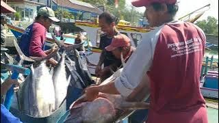 Panen Ikan Tuna Raksasa, Kapal Nelayan Bongkar Muatan di Pacitan