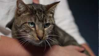 George the Cat - A Story From Petco