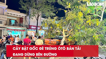 Cây bật gốc đè trúng ôtô bán tải đang dừng bên đường| Báo Lao Động