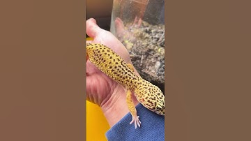 Basic Tree Frog Terrarium Set up! #shorts