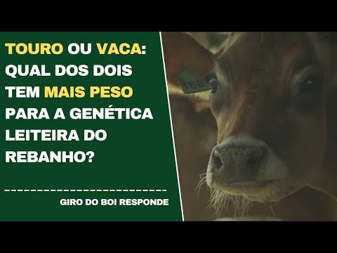 TOURO OU VACA: QUAL DOS DOIS TEM MAIS PESO PARA A GENÉTICA LEITEIRA DO REBANHO?