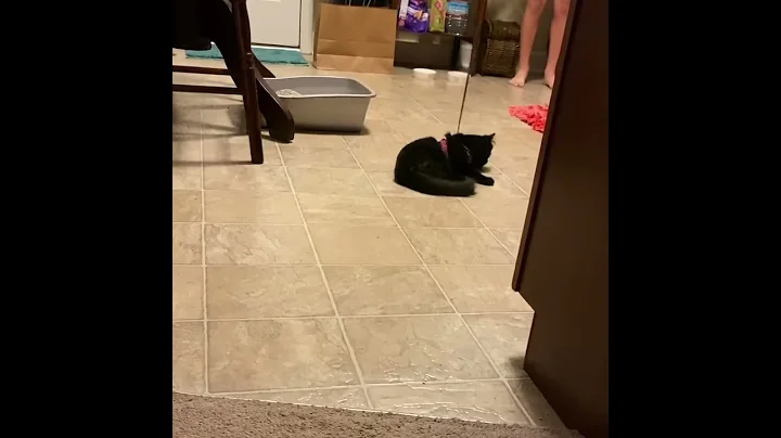 Cat on a leash