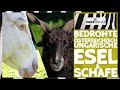 Tiergarten Kleve: Barockesel &amp; Zackelschafe | zoos.media
