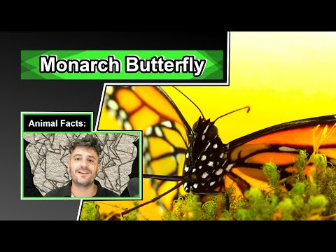 Monarch Butterfly Facts | 10 Animal Facts about Monarch Butterflies