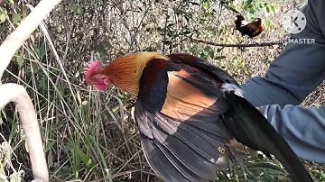 cuab tsig qaib qus mag zoo kawg