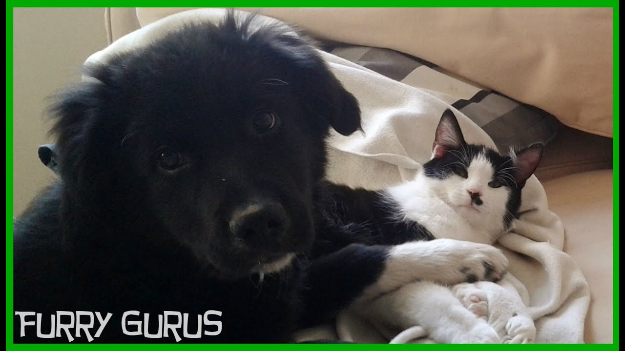 puppy plays with kitten golden retriever border collie mix youtube