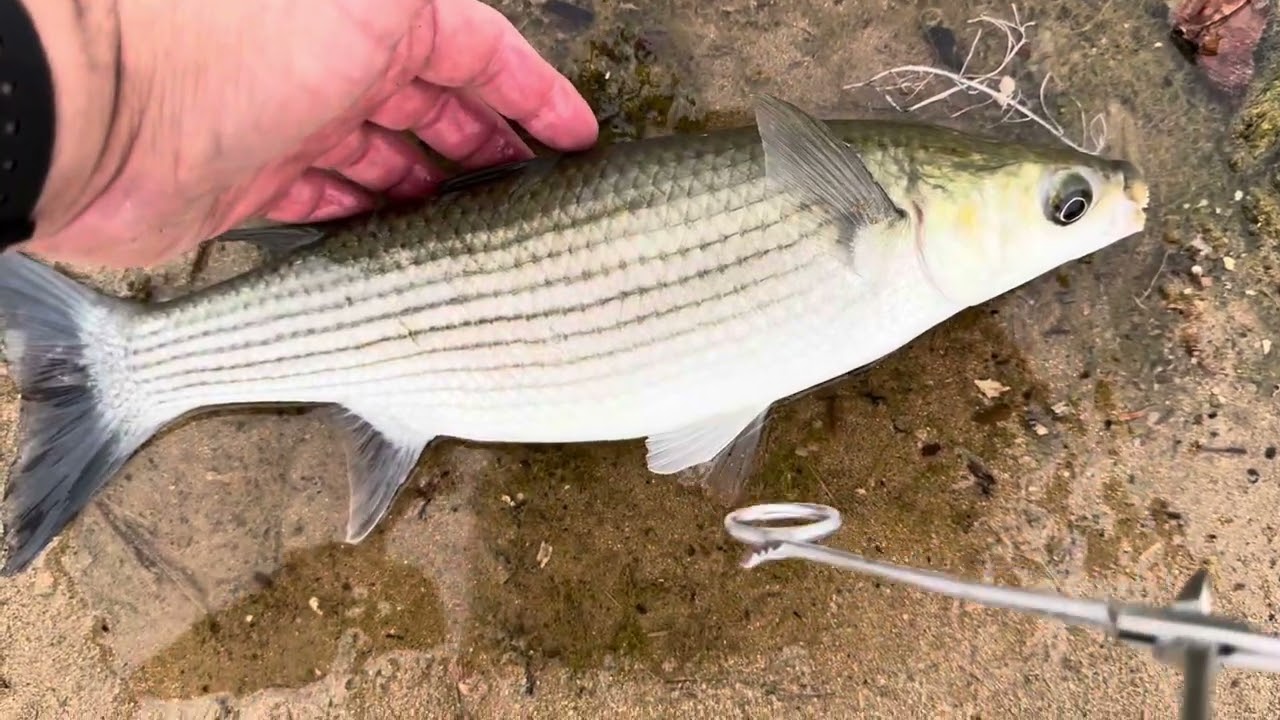 Mullet in Caleta de Fusta Fuerteventura 