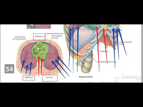 Video: Mediastinum - Struktur, Klassificering Af Tumorer, Knuder, Symptomer