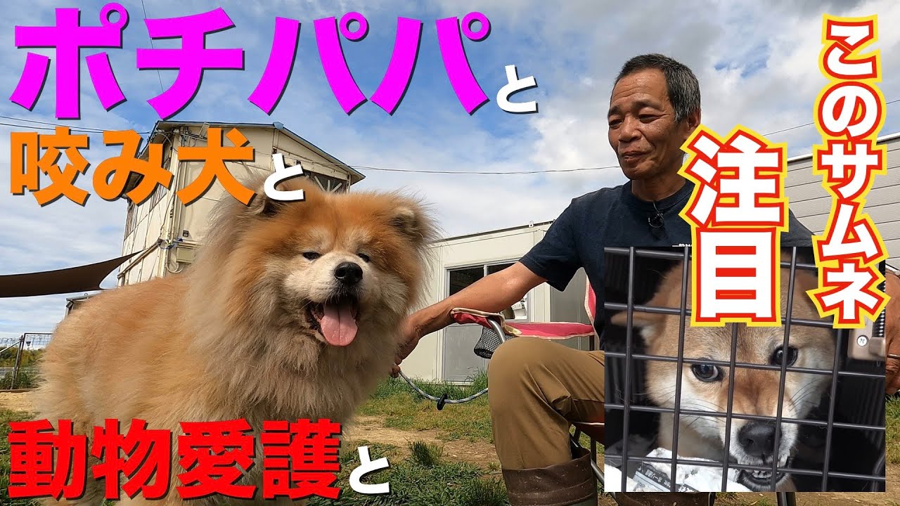 ついにポチパパ映画出演 吾輩は保護犬である 製作youtubeチャンネル 保護わんチャンネル ご紹介 Youtube