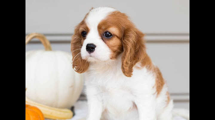 Cavalier king charles spaniel puppies for sale georgia