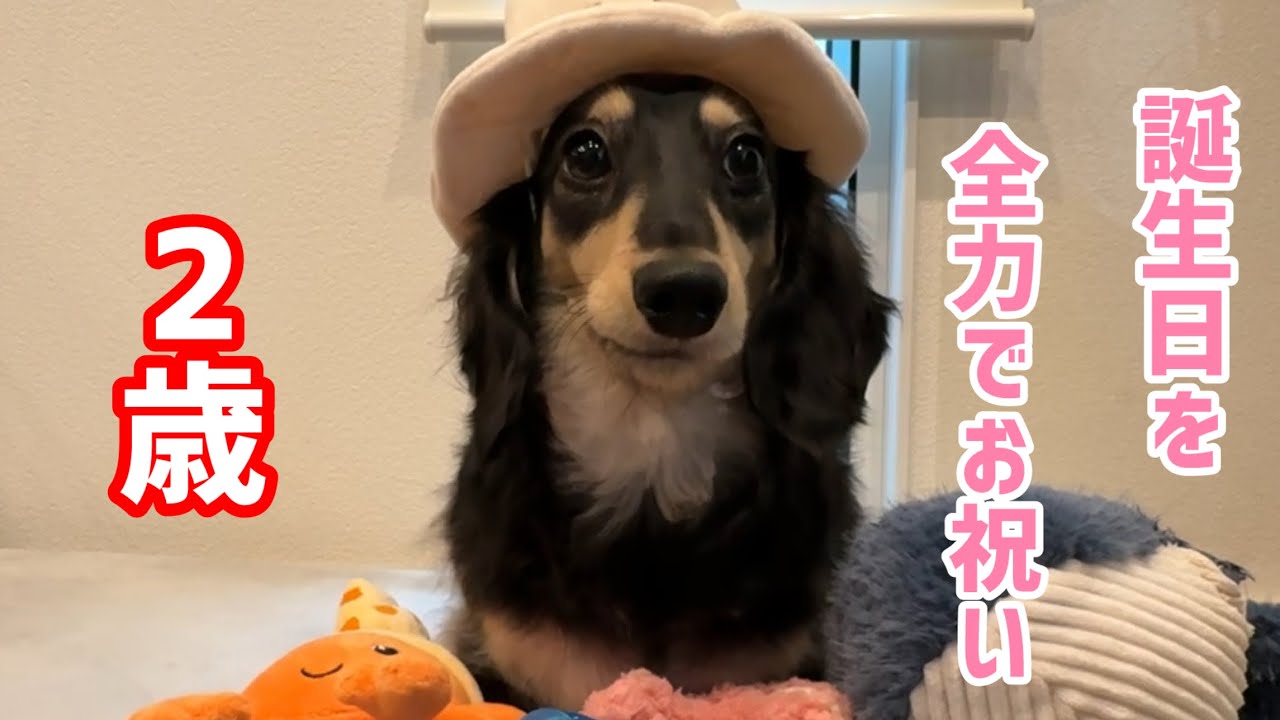 祝2歳　とっても大きく立派に育ちました！