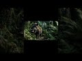 Warthog: The Tough Survivor of the Savanna | Welcome to NVOOVN | A World of Cinematic Animation.