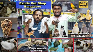 Royal Hobbies Petshop Exotic Pets Cats ,Dogs , Tegu, Rabbits, Guinea Pig,Hamsters & Exotic Birds screenshot 4