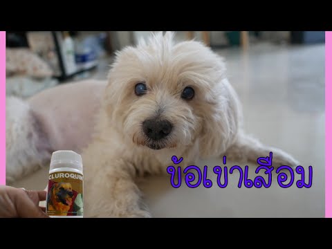 รีวิวCluroquin ยาบำรุงข้อและกระดูกสุนัข รักษาข้อสุนัขได้ดีและราคาไม่แพง l love dog