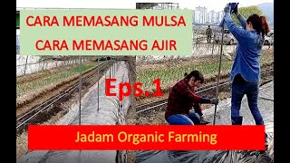 Cara Memasang Mulsa, Ajir/Lanjaran Cabai, Timun, Paprica, Tomat, Terong, Melon Jadam Organic Farming