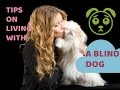 Tips on Living With A BLIND dog
