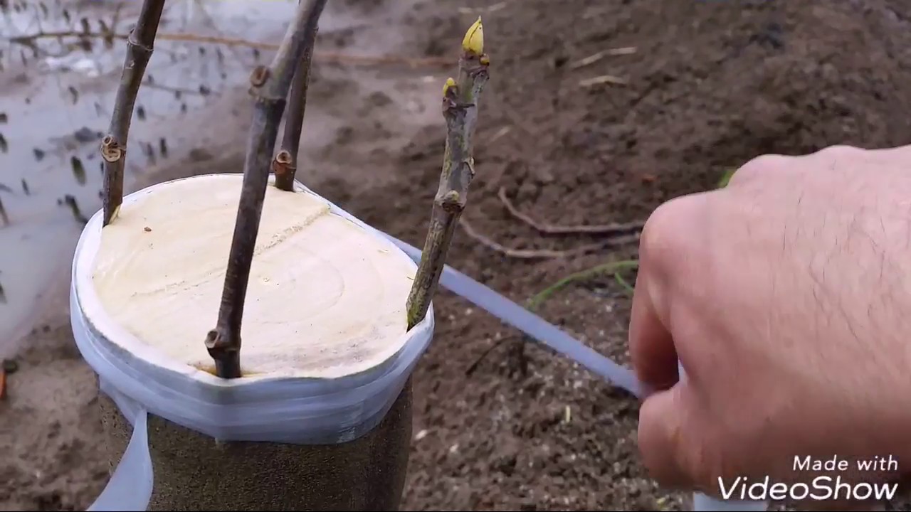 متوربەکردنی داری هەنجیر(سعید ملا)تطحیم انجیر