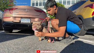 BUYING A DOG
