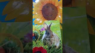 Laura Ingalls Wilder-Căsuța din prerie.Iarnă îndelungată.O gură de aer proaspăt 