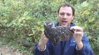 Virtual Ornithology  Northern Sawwhet Owl Biology