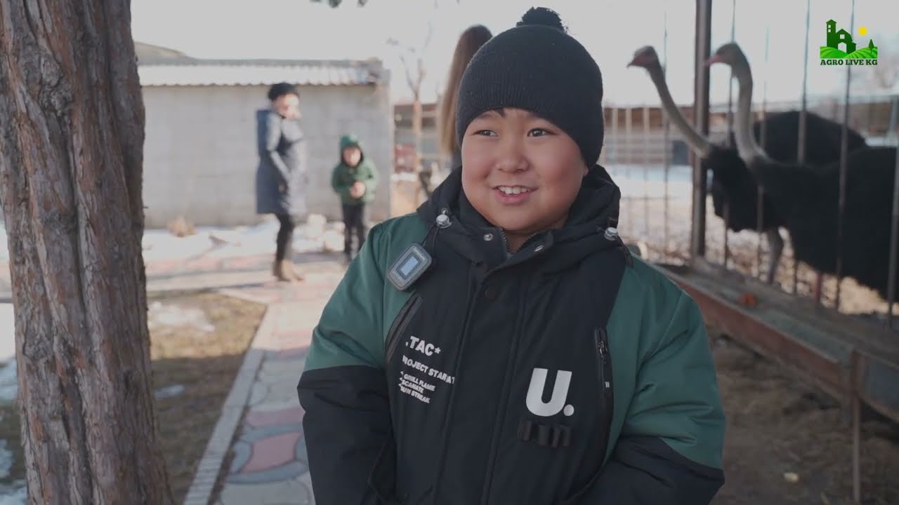 Кирешелүү бизнес. Мындайды биринчи жолу көрүшүм Төө куш фермасы мини-зоопаркка айланды.