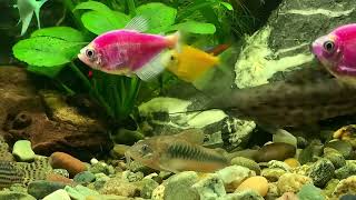 The World Of Aquarium Fish Home