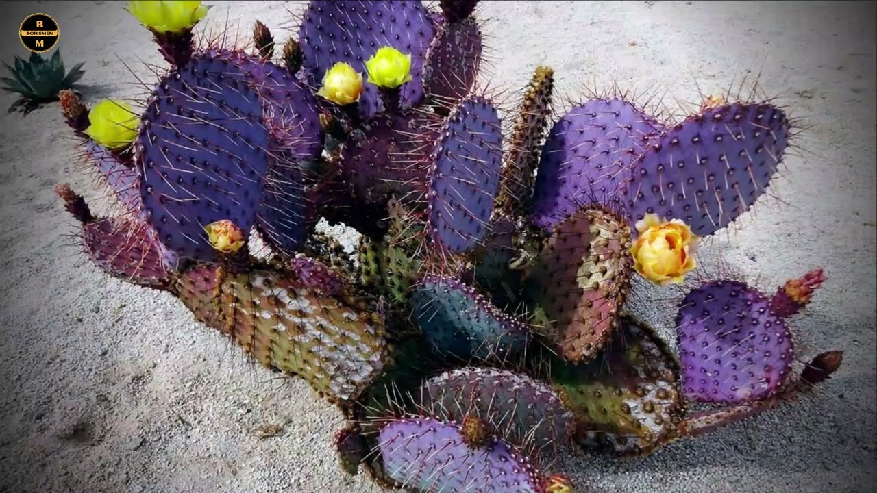 cactus en la zona del silencio