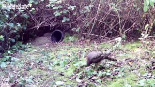 Sparrowhawk Kill 2