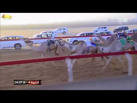 الشوط 4 ظليم ل سلطان يريو محمد المنصوري 5 55 4 شارة الاتحاد 2020 10 30 الوثبة اللقايا
