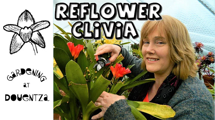 Reflowering the Clivia & Basic Care - DayDayNews