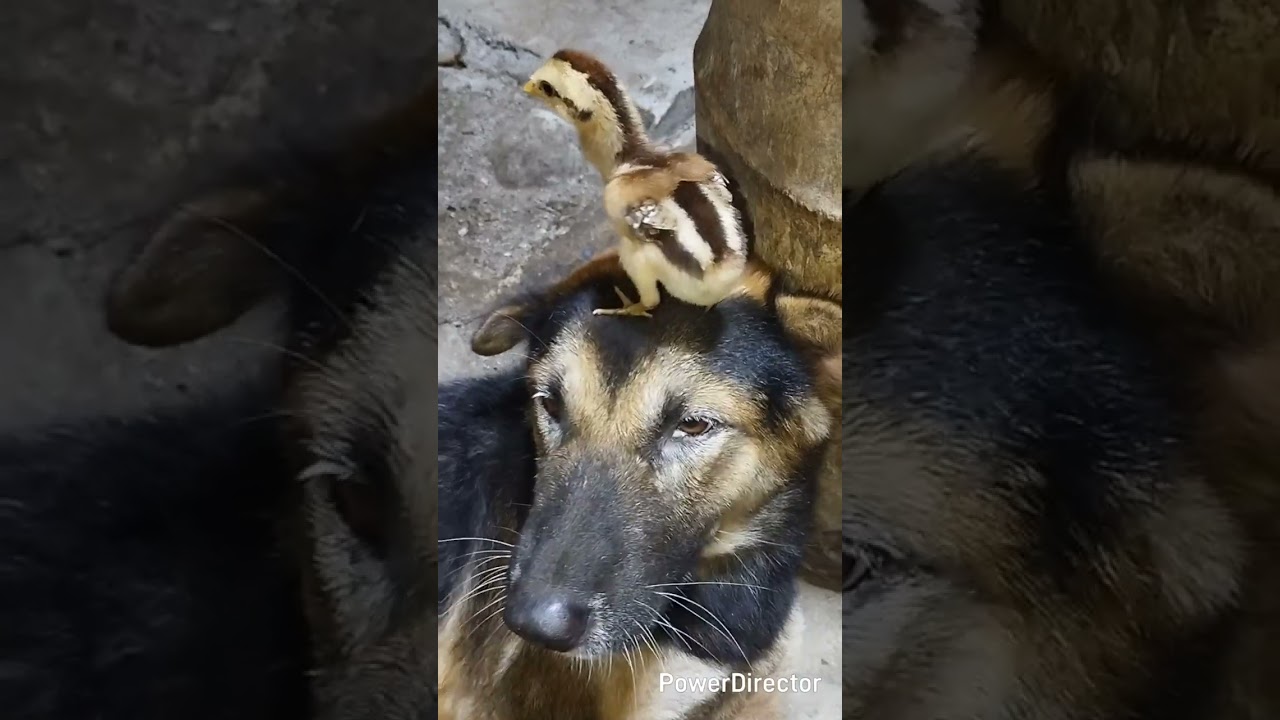 Rescue Baby Chicken become friend with Monkey