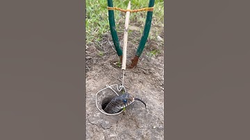 Simple DIY big snake trap using Mako #creativesnaketrap