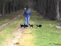 Border Collie Puppies 6 weeks old "stop and go"