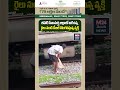బీహార్ సీతామర్హి జిల్లాలో ఆగిఉన్న రైలు నుండి డీజిల్ దొంగలిస్తున్న వ్యక్తి