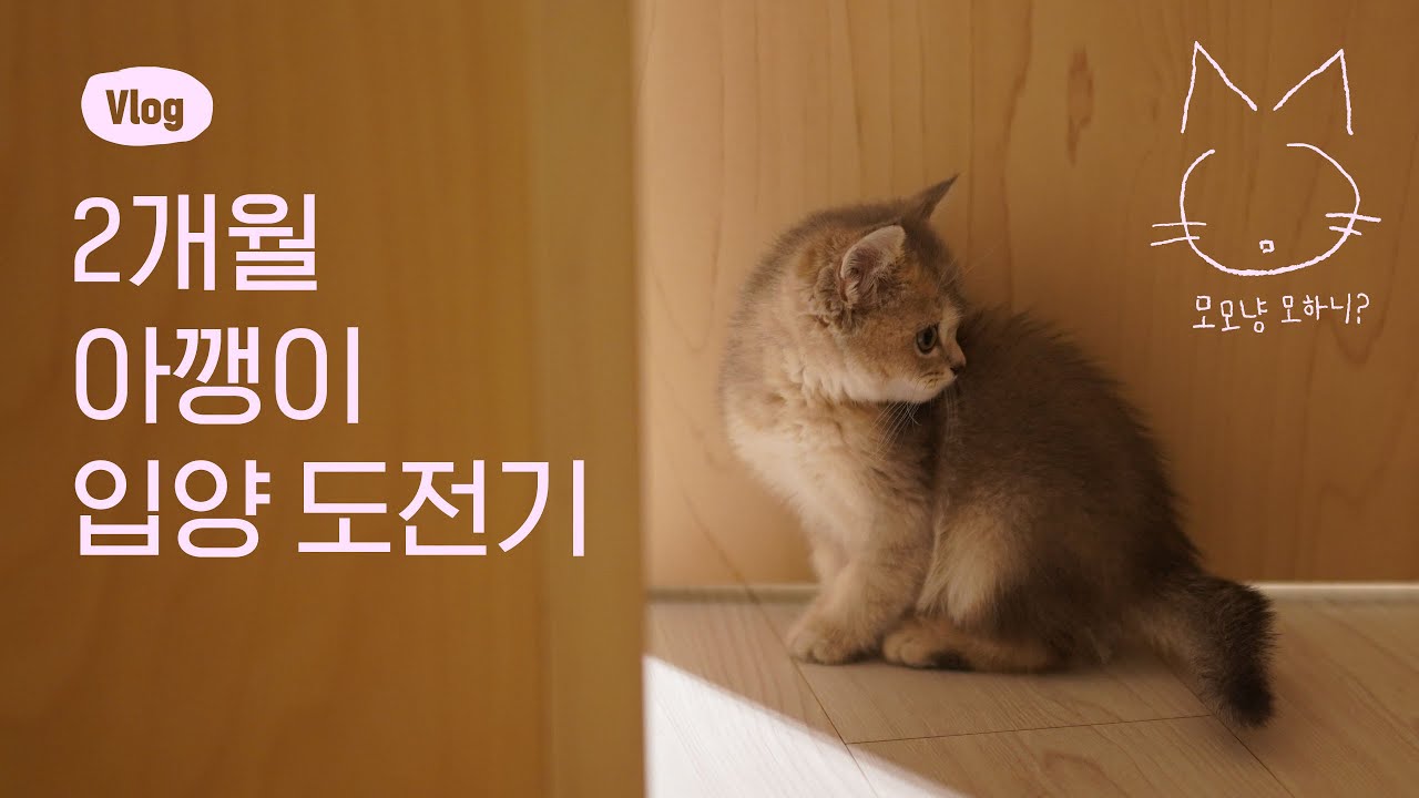 2개월 아기고양이 입양 도전기 [모모Vlog]
