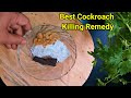 Five Most Effective Ingredients For Small Cockroach Killing
