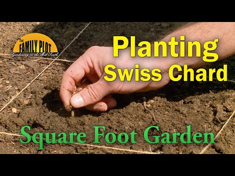 Video: Swiss Chard Plant Family - Kawm Txog Ntau Yam Ntawm Chard Plants