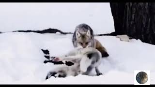 Нападение волков на собак  Часть 2 Attack of wolves on dogs